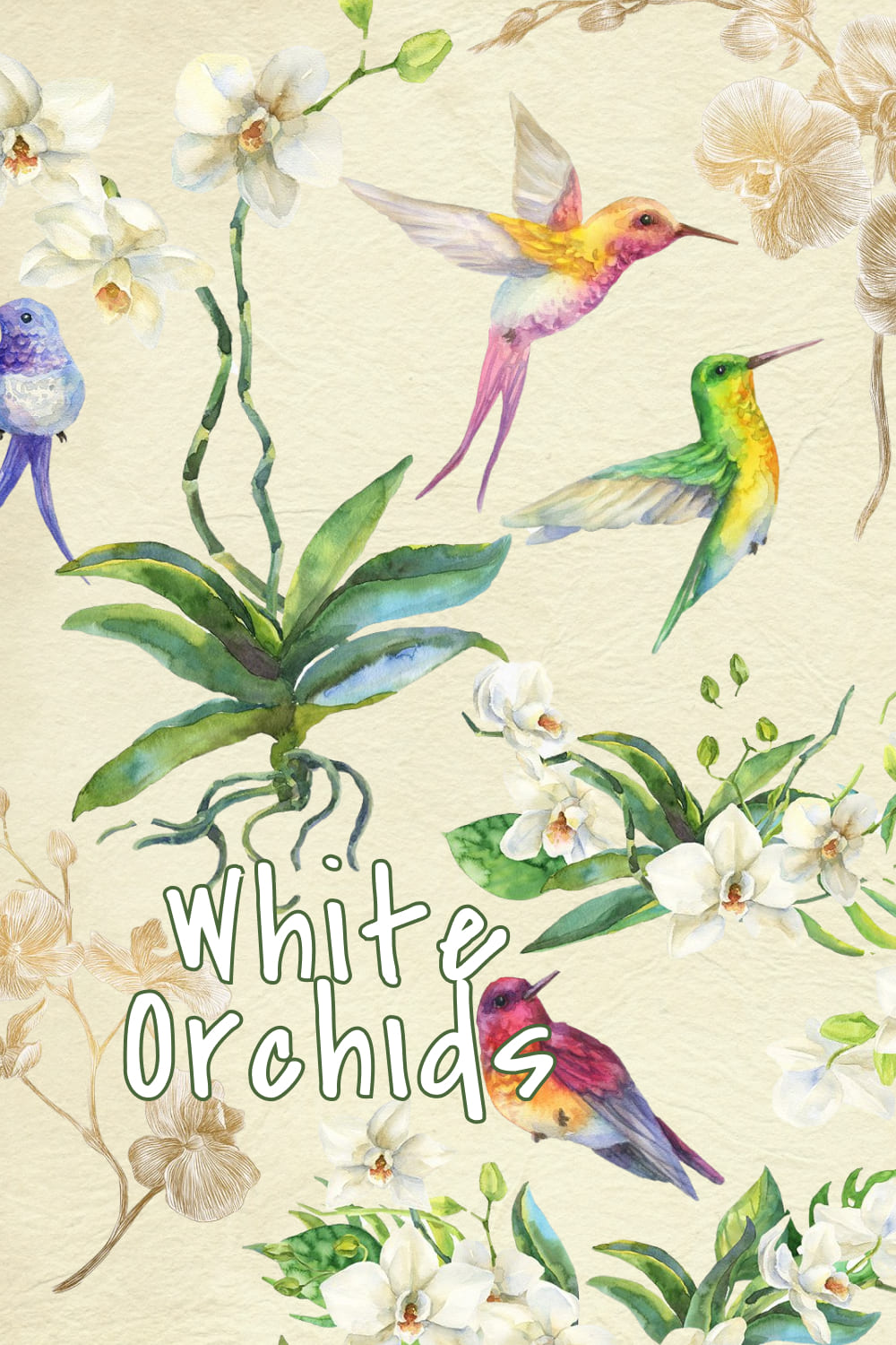 white orchids 04