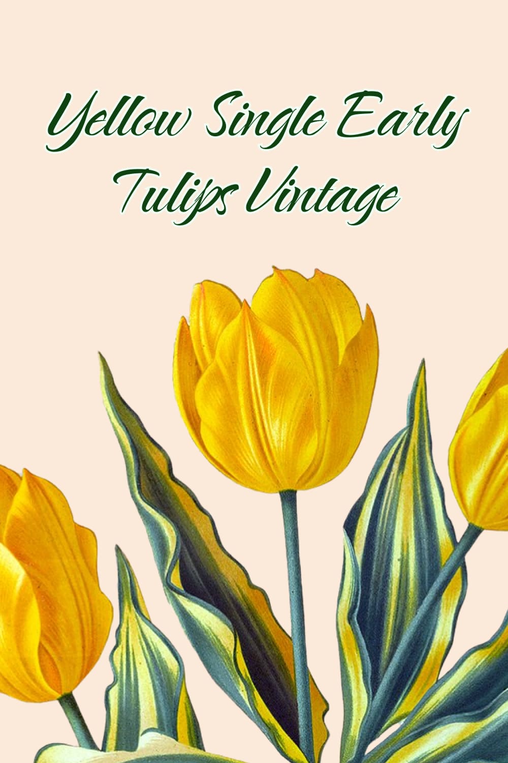 Yellow Single Early Tulips Vintage - preview image.