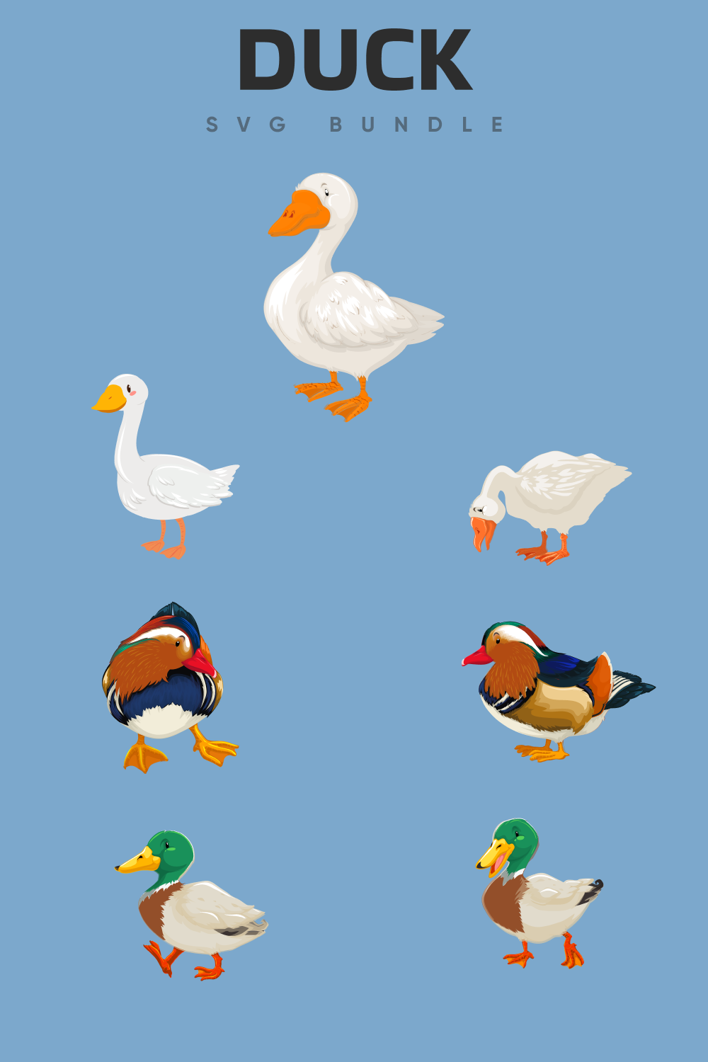 Diverse of the ducks.