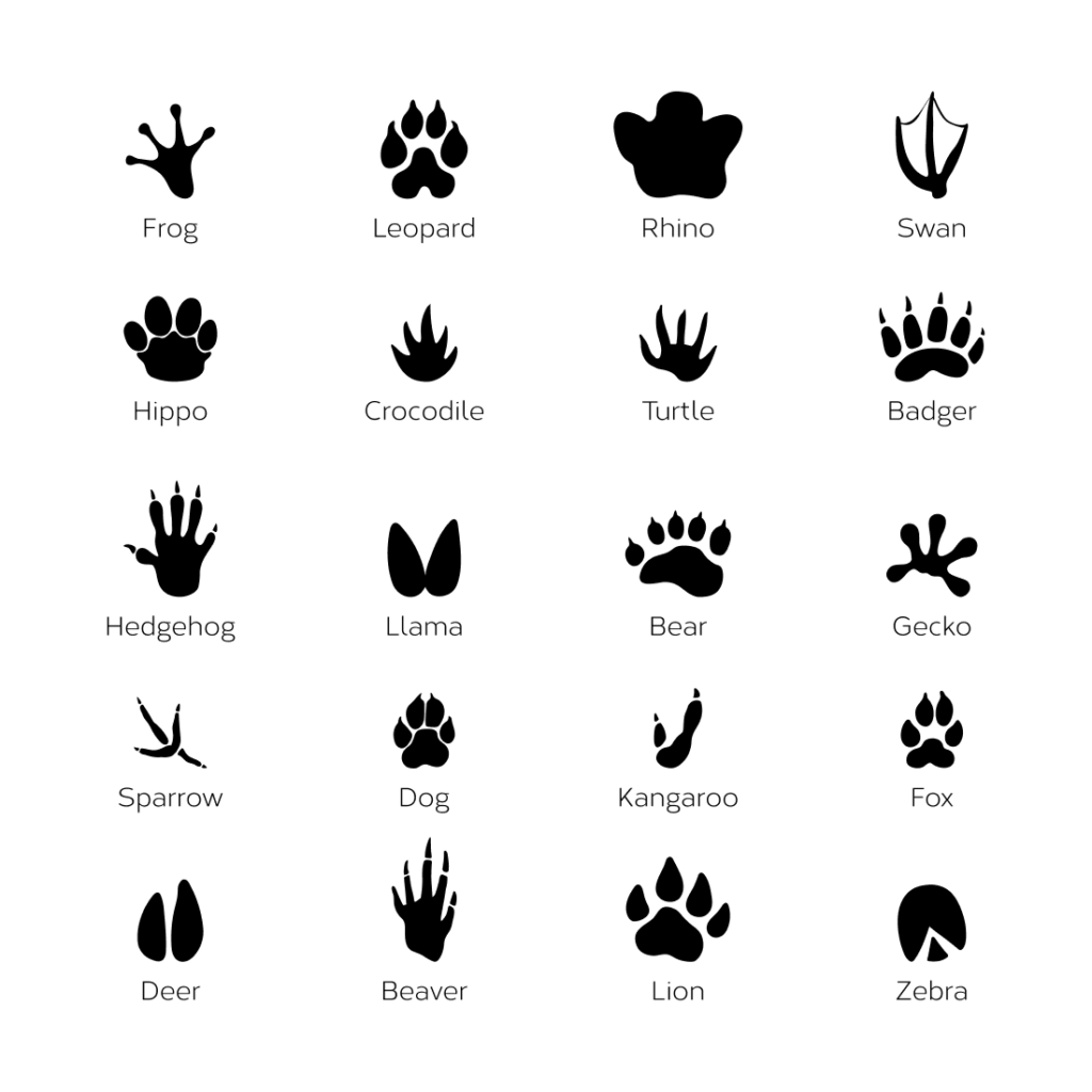 20 Paw SVG Designs – MasterBundles