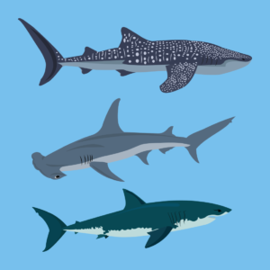 3 Shark SVG Files – MasterBundles