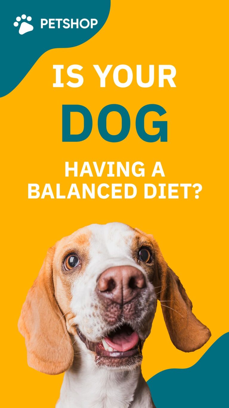 5 Colourful Dog Instagram Story Templates MasterBundles