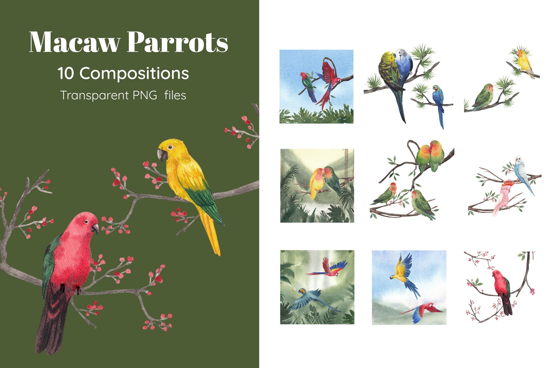 Macaw parrot presentation composition for you.