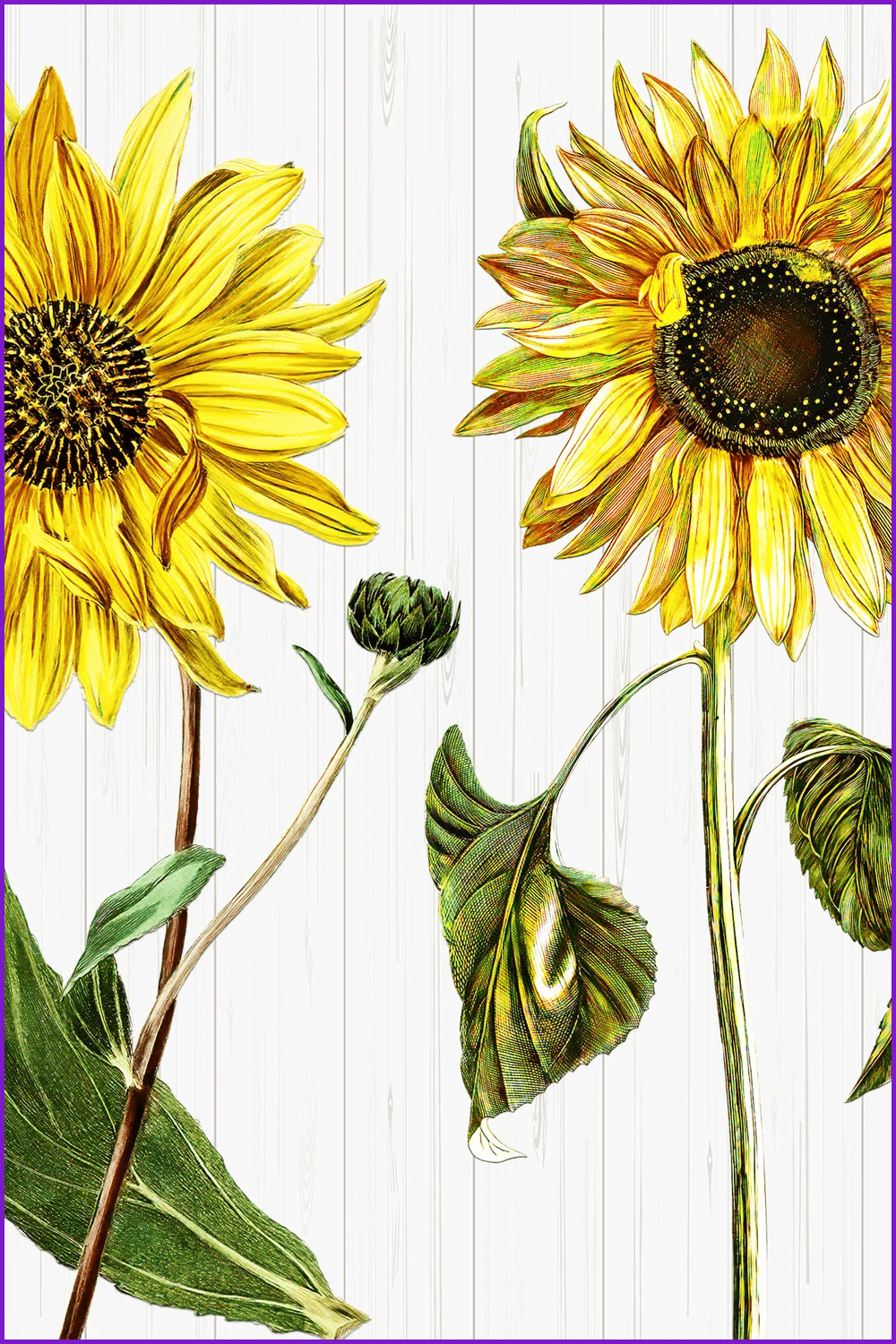 Two realistic vintage sunflower on a grey background.