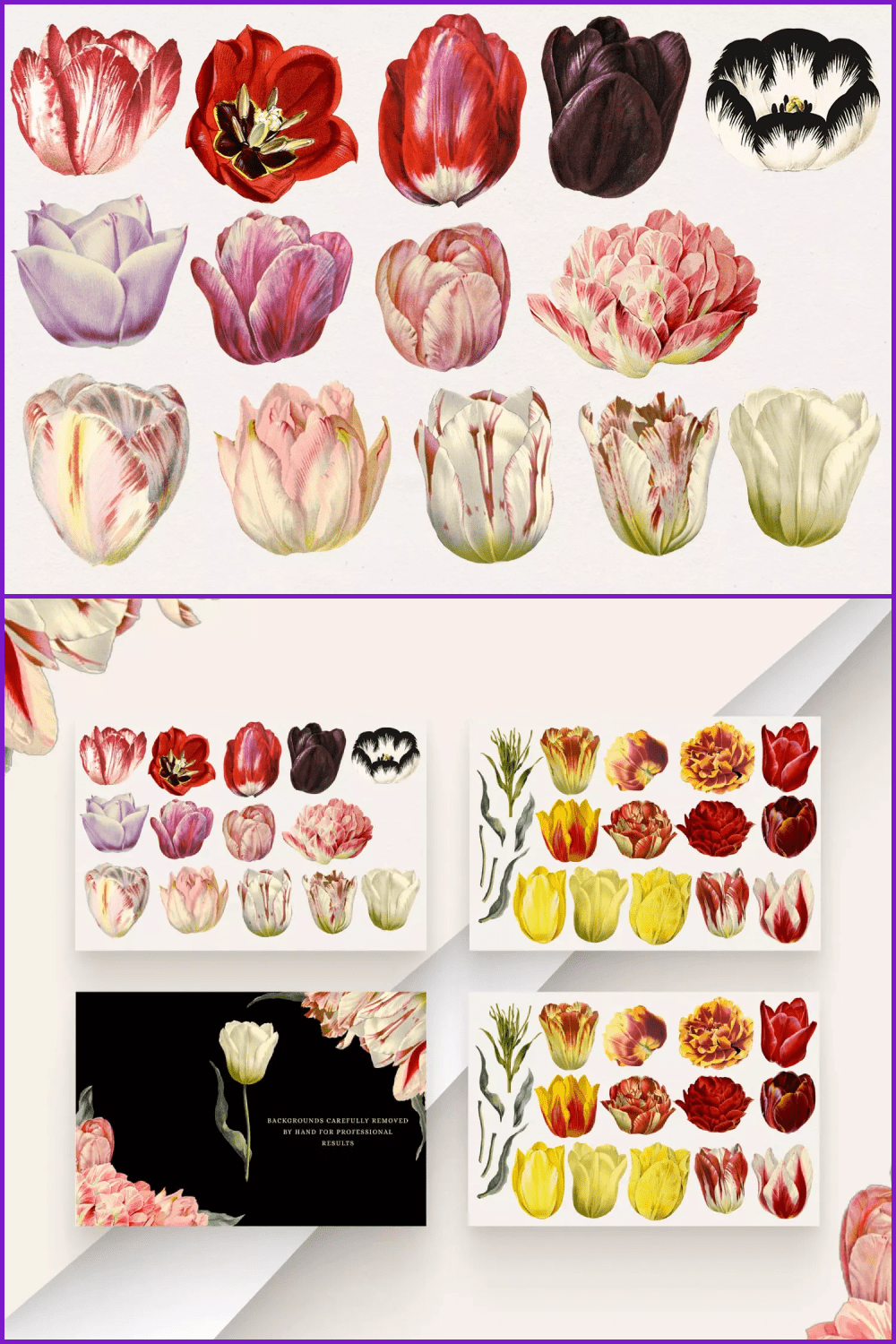 Tulip heads in different colors.