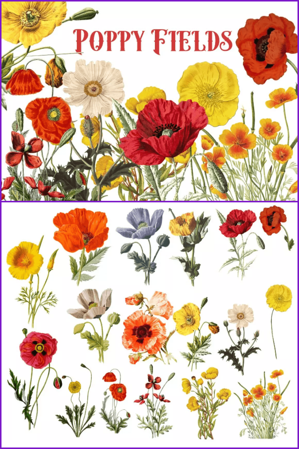 Colorful poppy field in vintage style.