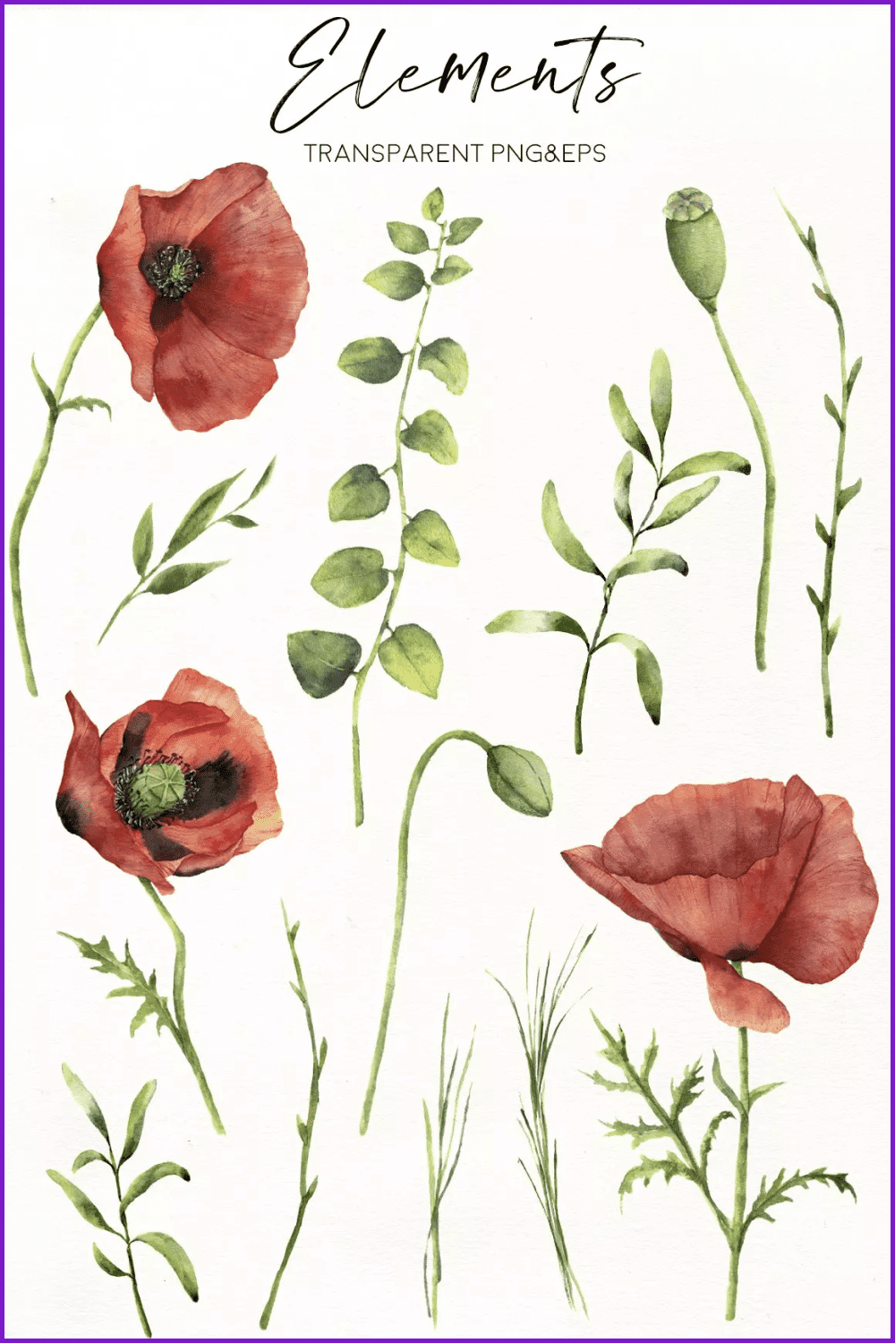 Red watercolors poppies and green unopened bud.