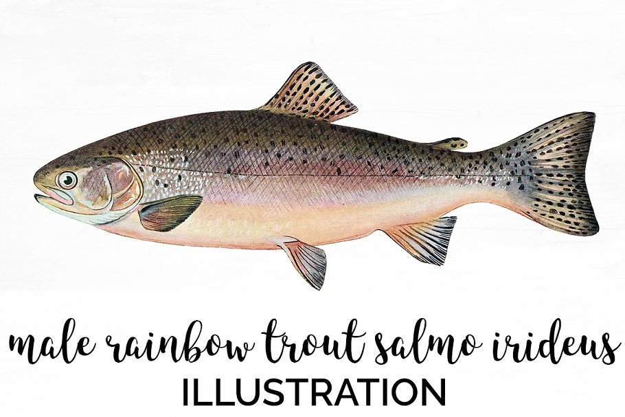 Cover image of Rainbow Trout Vintage Fish.