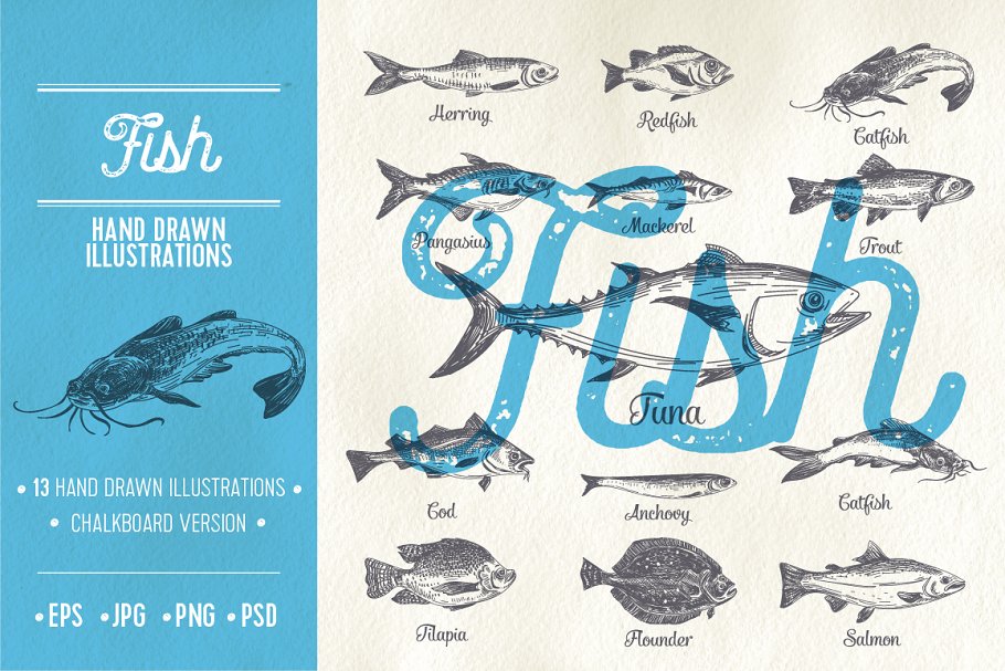 Cover image of Hand Drawn Fish Illustrations.