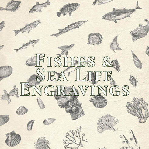 This set contains 89 engraving-style illustrations of seafood and underwater creatures.