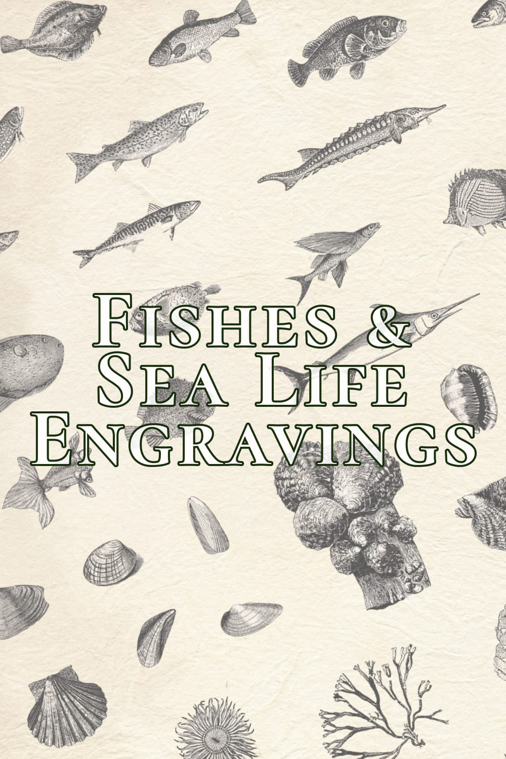 fishes sea life engravings 04