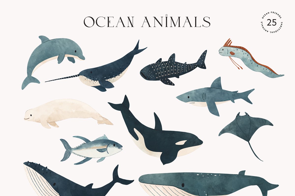 Colored and outline ocean animals.