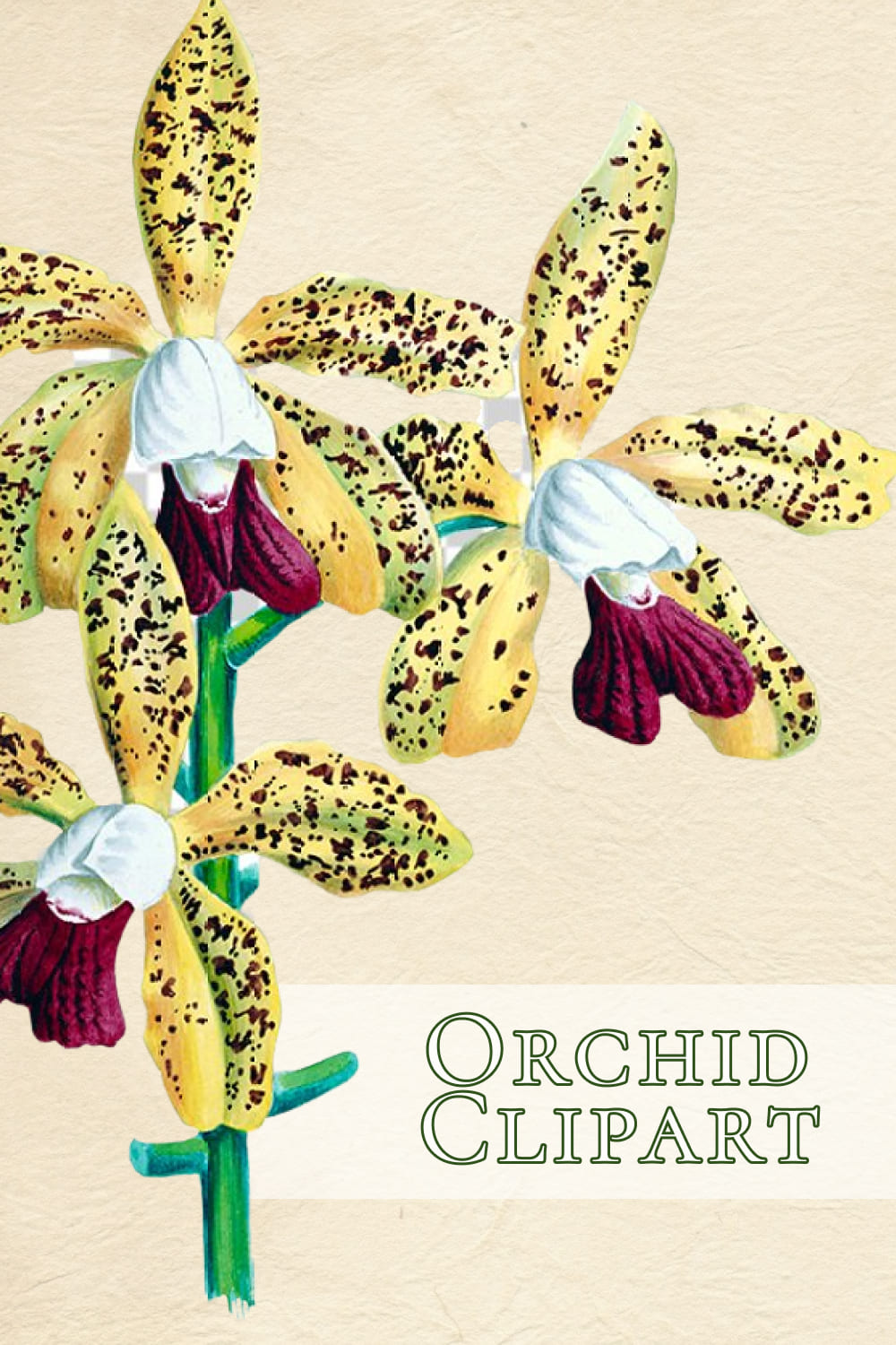 orchid clipart 04 1