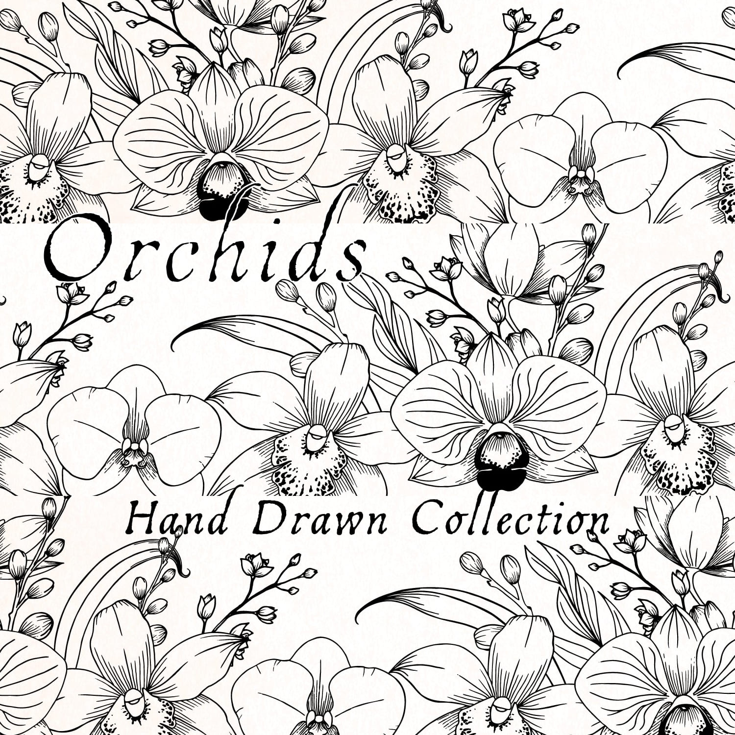 Hand draws delicate botanical orchids illustrations.