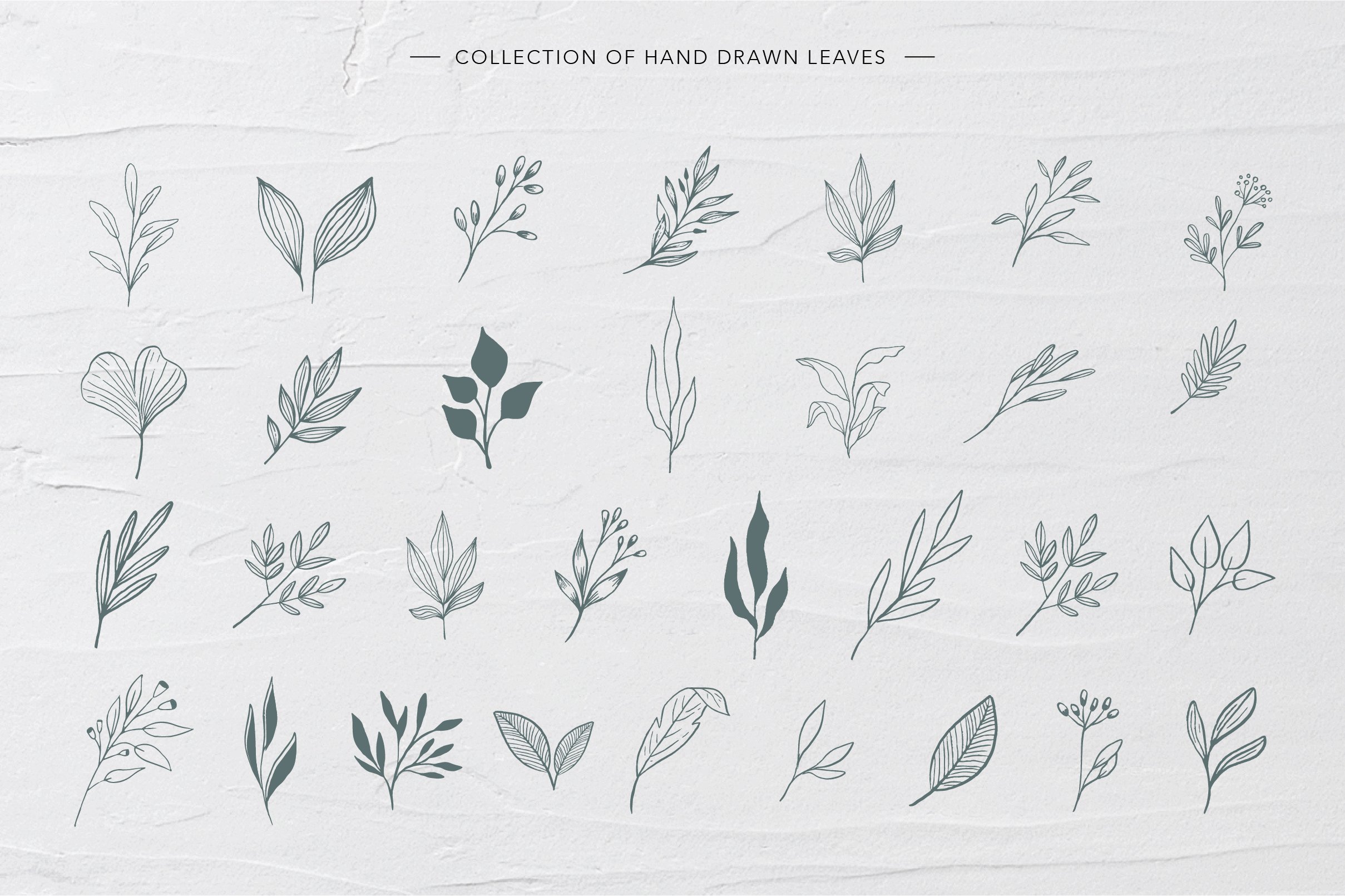 Collection of hand drawn leaves.