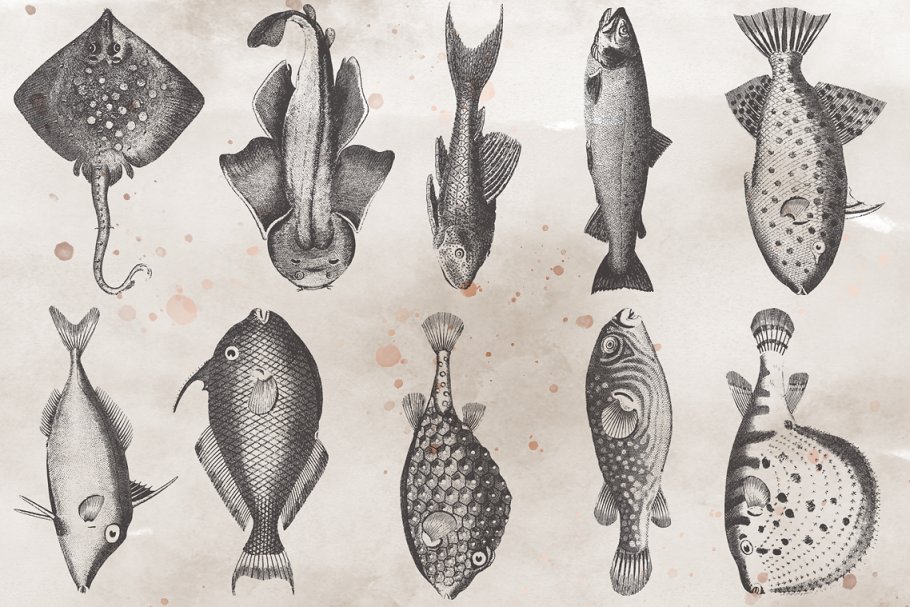 This set consists of 30 images of fish varieties. 
