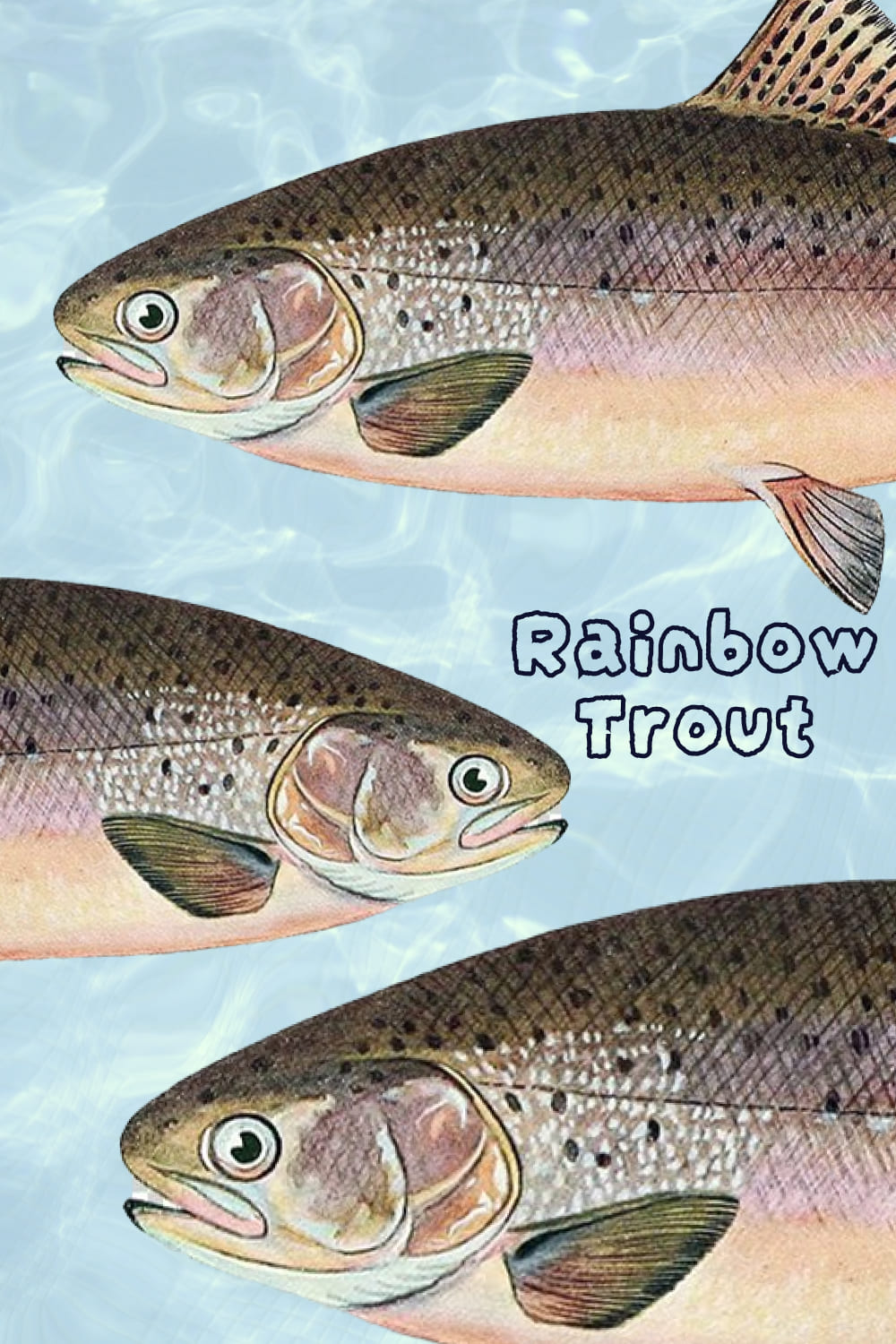 rainbow trout 04