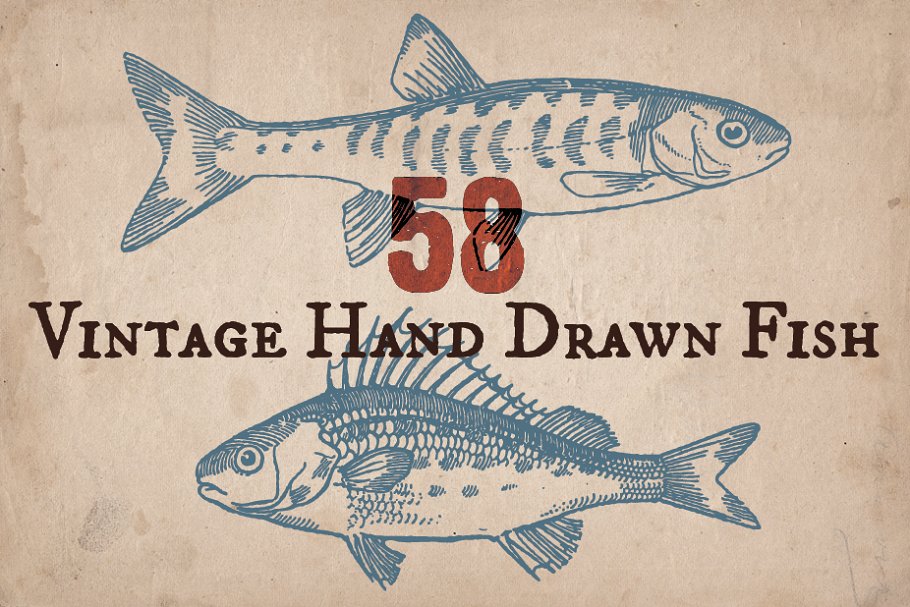 Cover image of 58 Vintage Hand Drawn Fish.