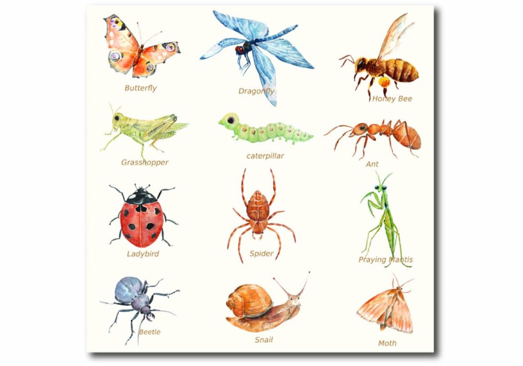 Watercolor Insect Pattern – MasterBundles