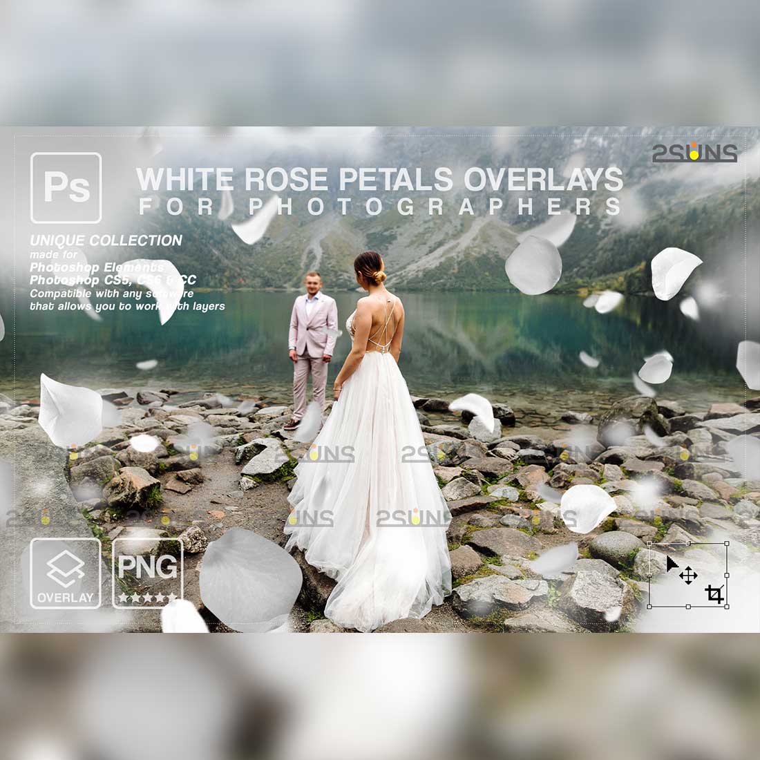 Falling White Rose Petals Photo Overlays Cover Image.