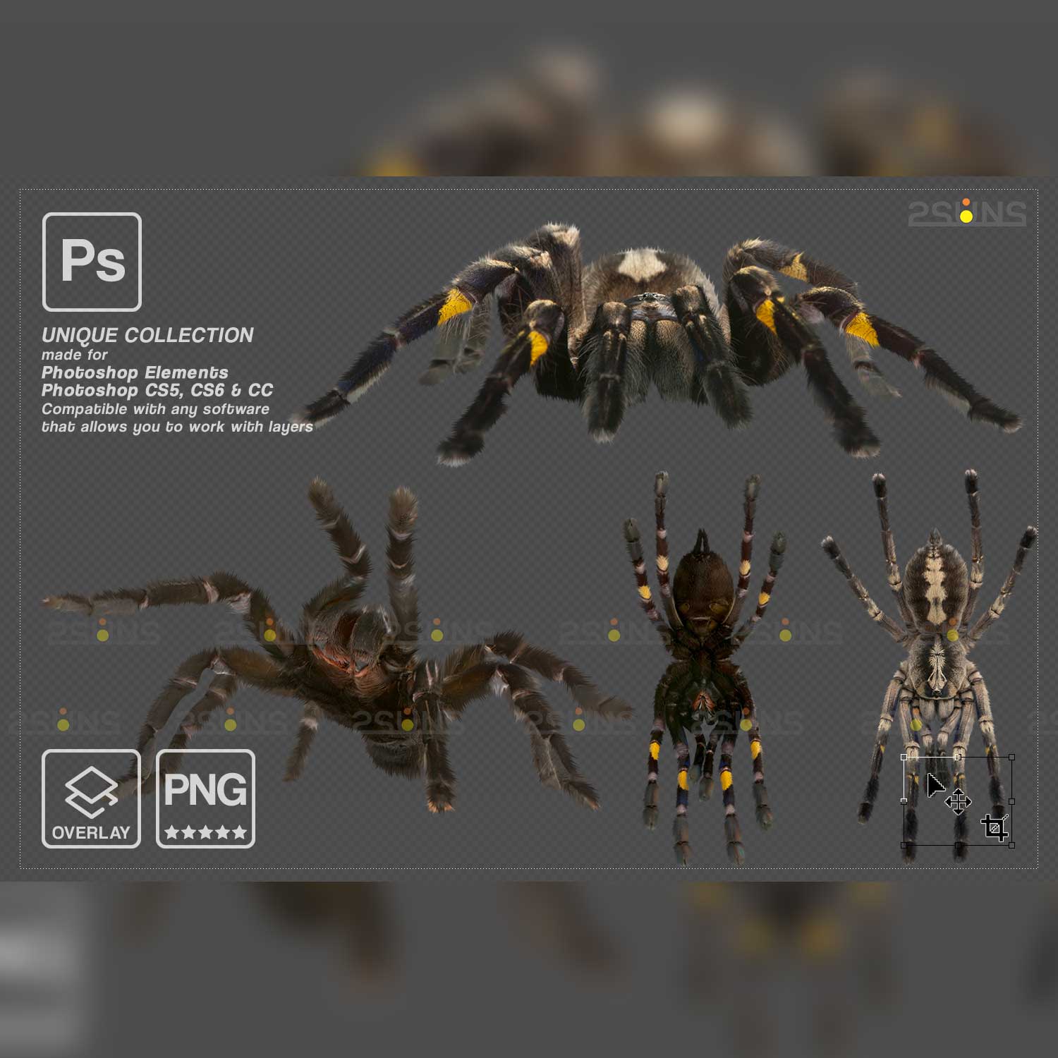 Spider Photoshop Overlays.
