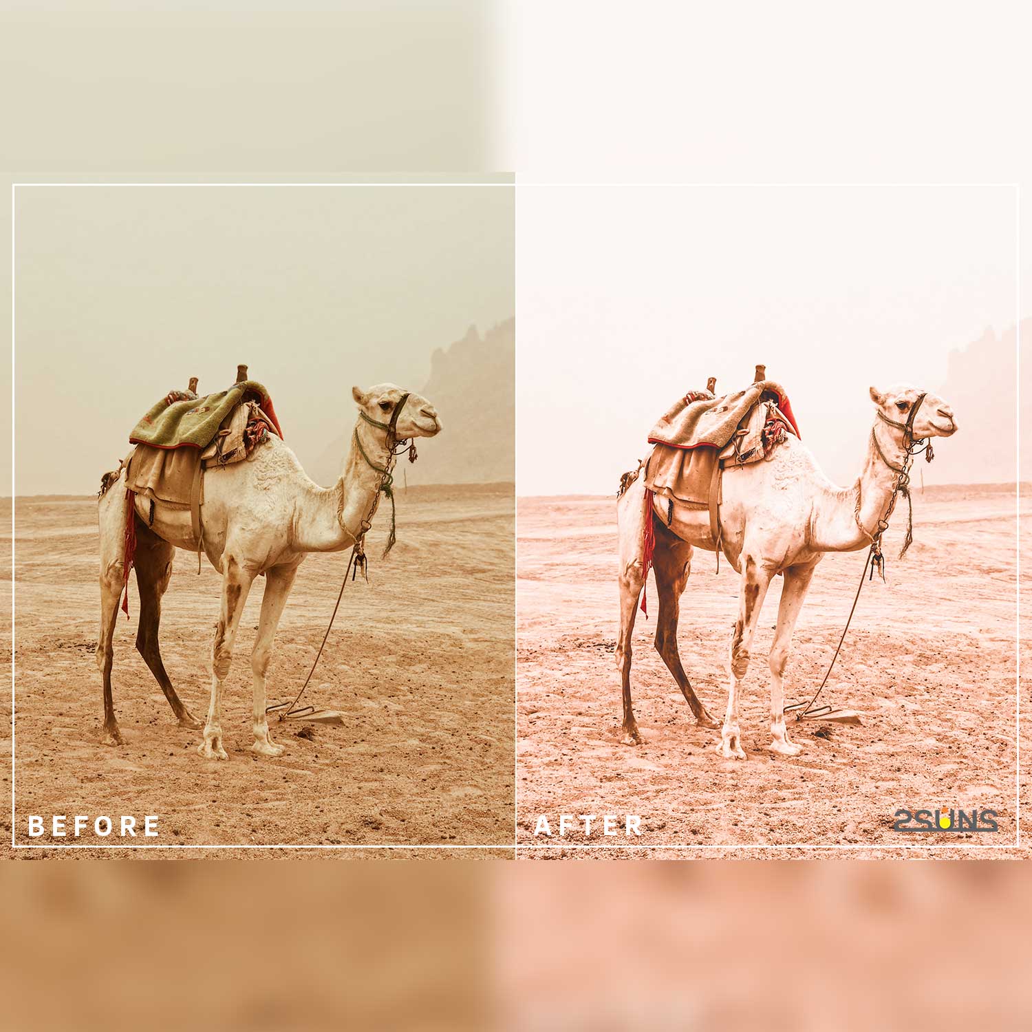 Warm Bright Travel Portrait Lightroom Presets Camel Example.
