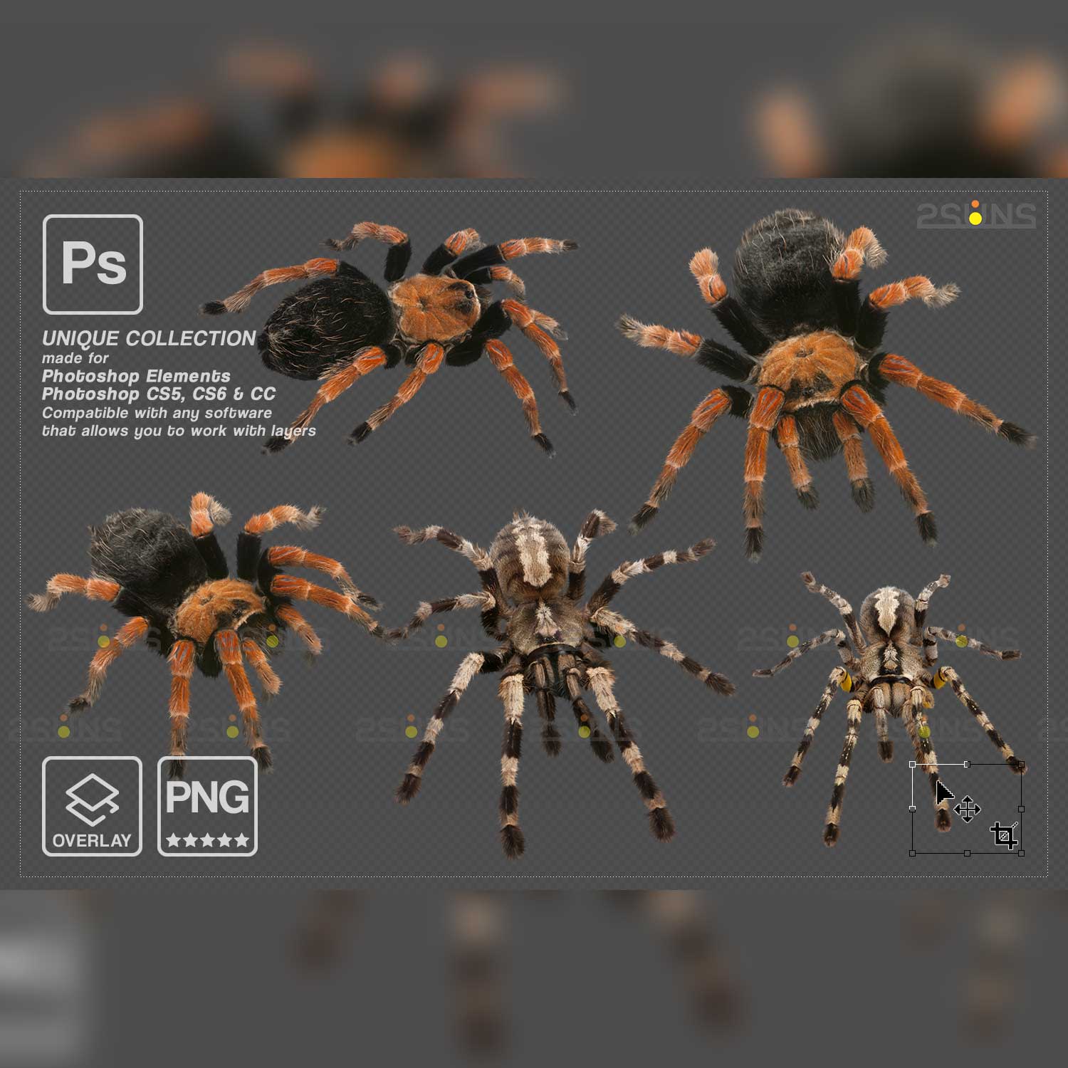 Spider clipart previews.