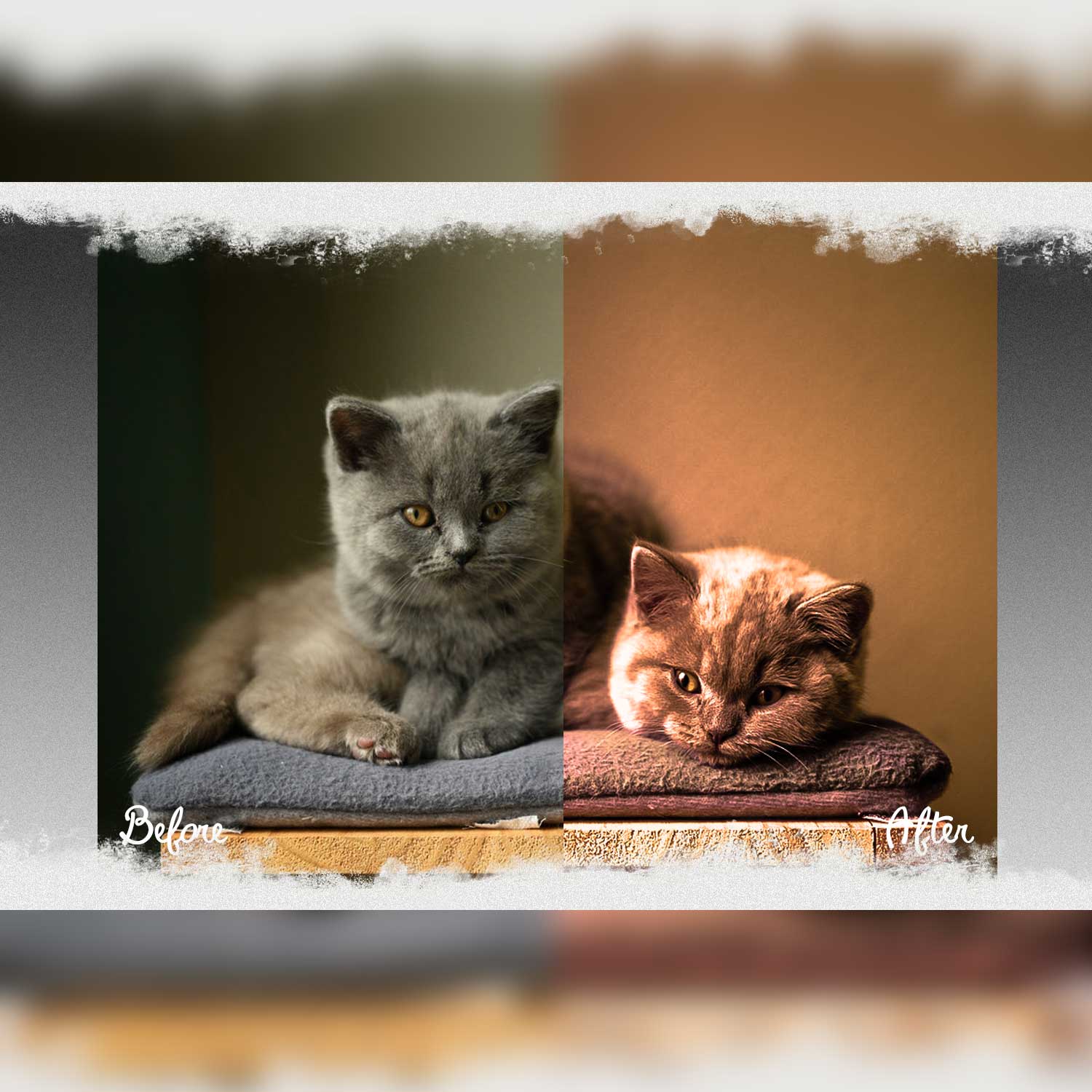 Bright And Warm Instagram Lightroom Presets Cats.
