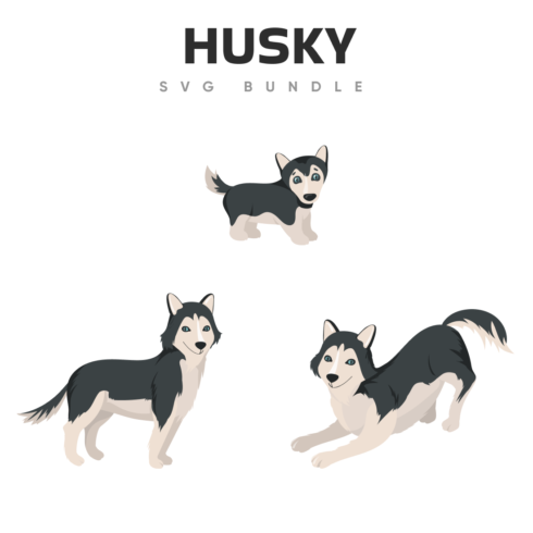 Husky dog is shown in three different poses.