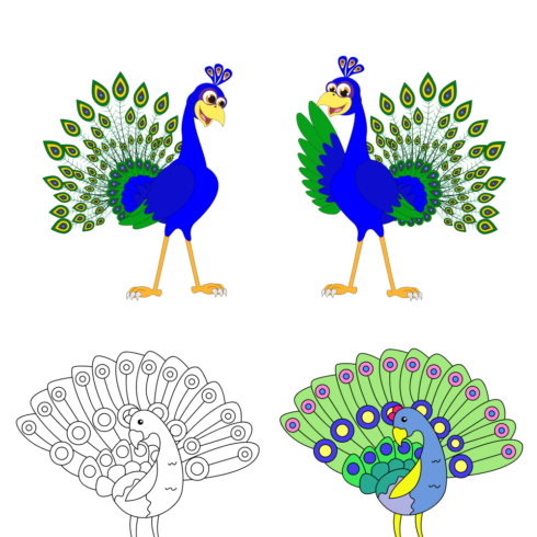Some options of the colorful peacocks.