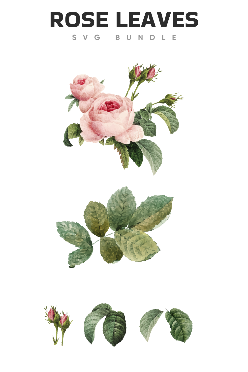 Some types of the leaves and pretty roses.