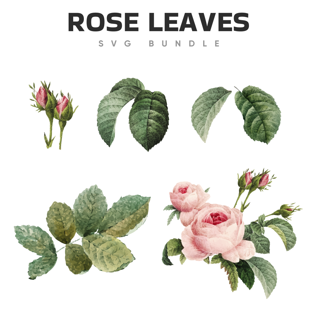 Images of rose leaves svg.