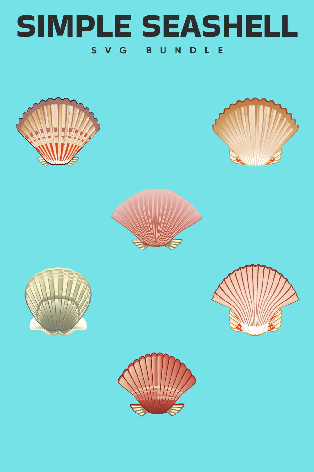 Group of seashells on a blue background.