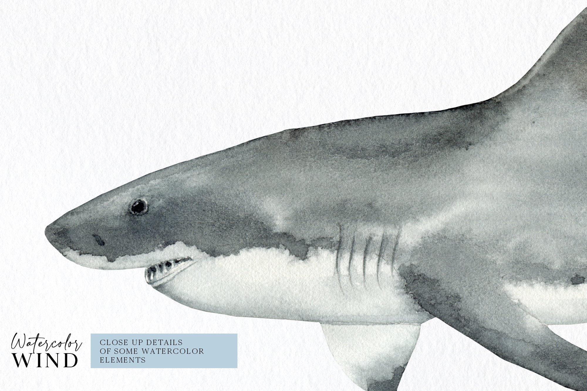 Watercolor shark in zoom.