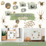 Spider Life Cycle Clip Arts & Print.