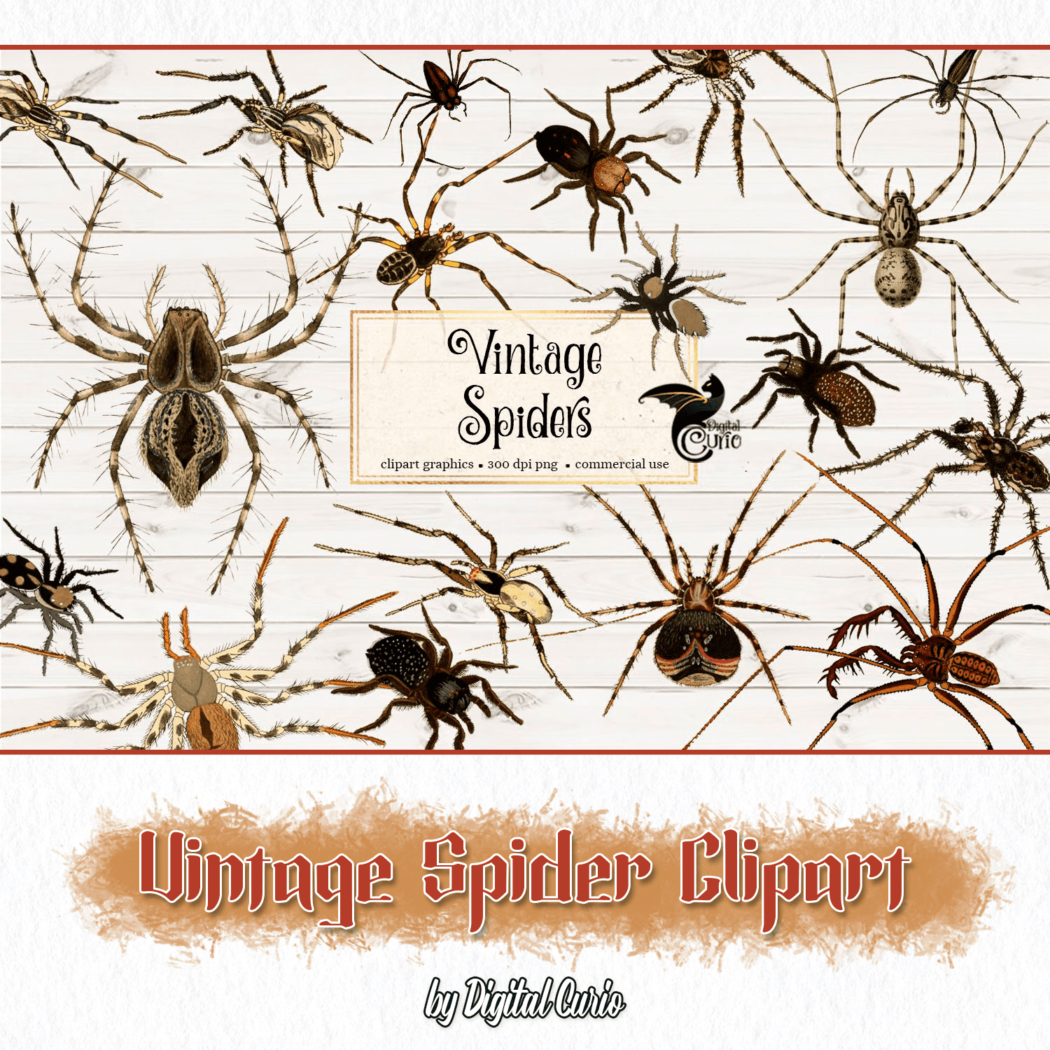 Vintage Spider Clipart cover.