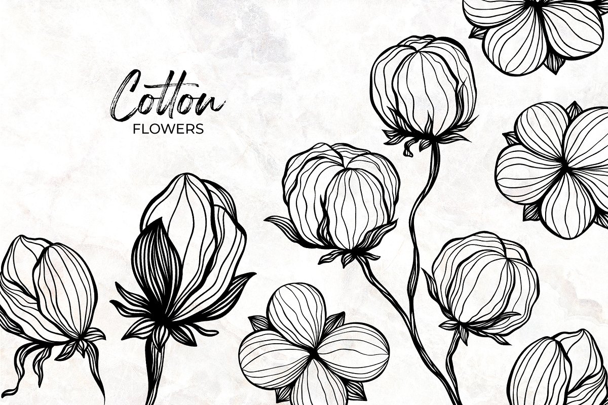 Cotton flowers.