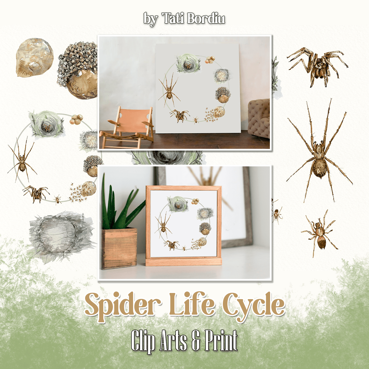 Spider Life Cycle Clip Arts & Print cover.