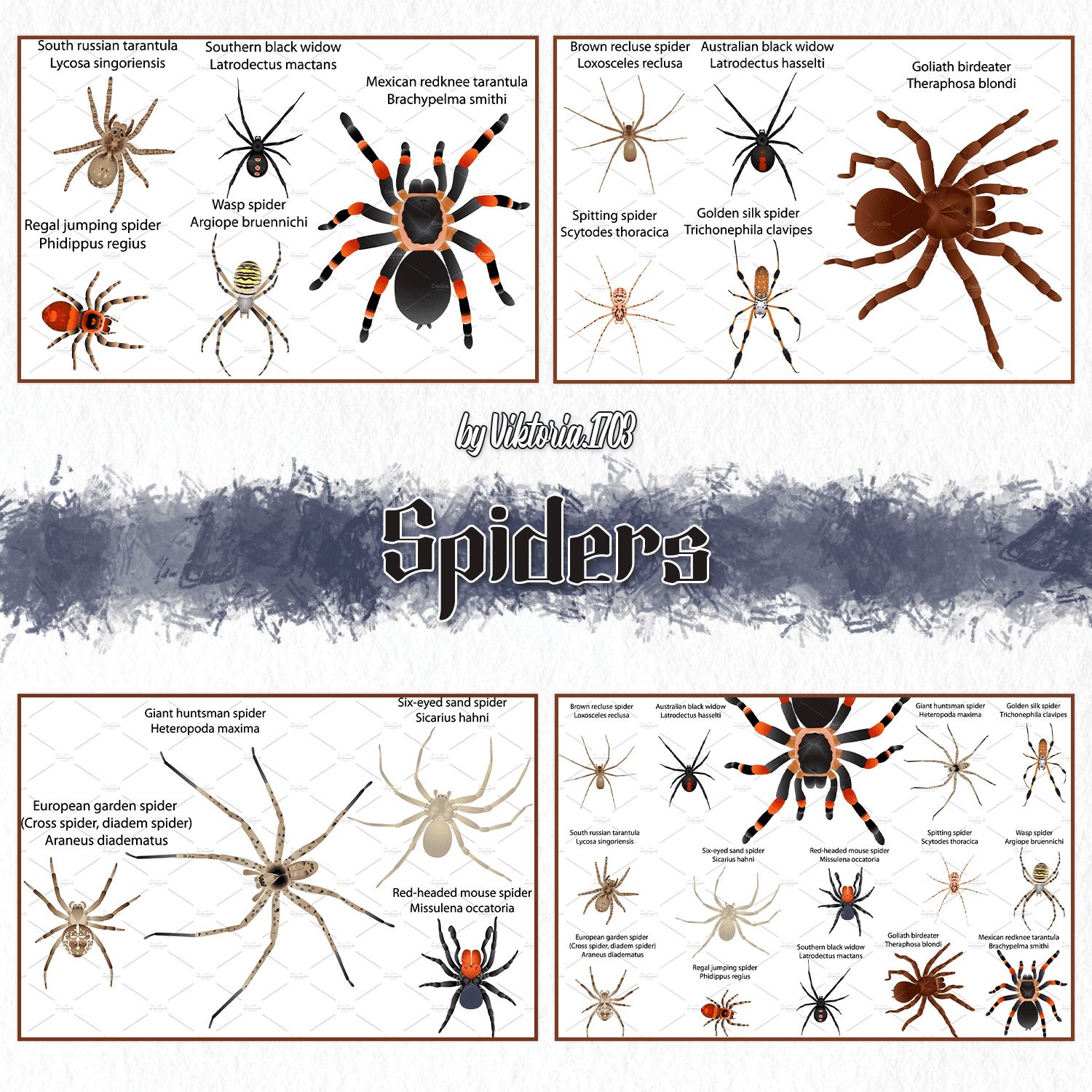 Spiders cover.