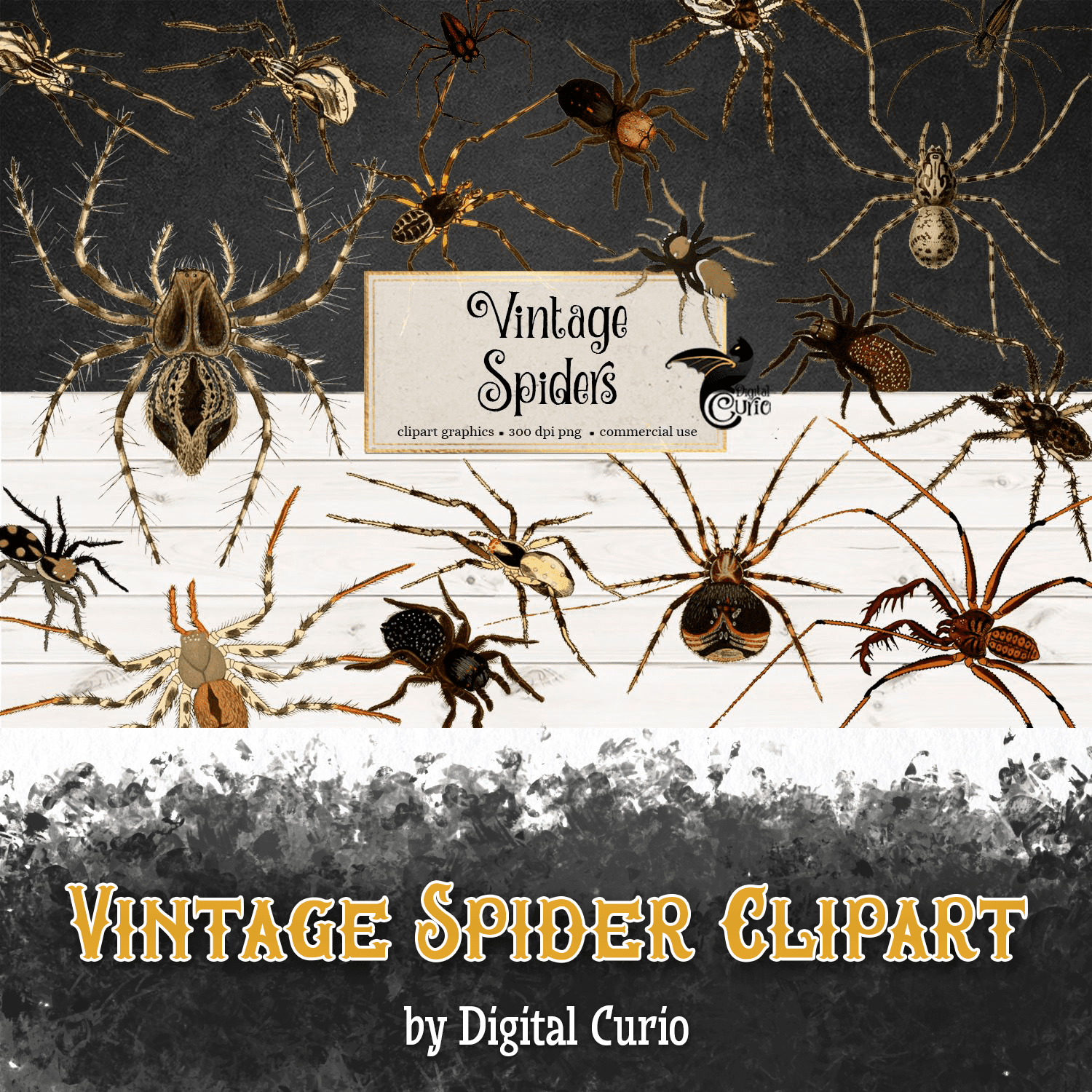 Vintage Spider Clipart.