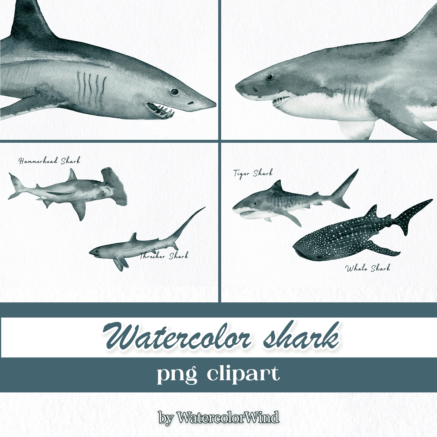 Watercolor shark png clipart cover.