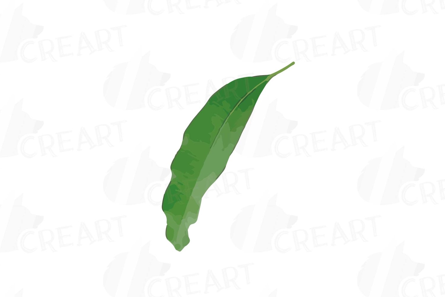 Mango leaf.