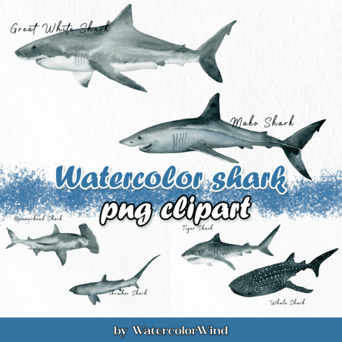 Watercolor shark png clipart.