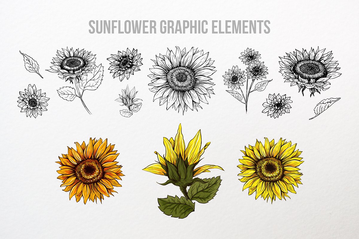 Sunflower graphic elements.