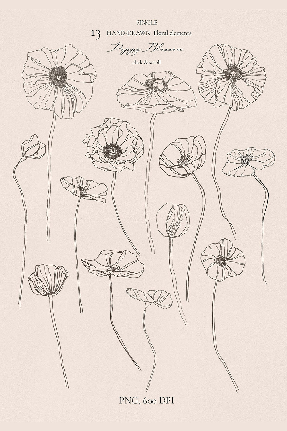 Hand Drawn Floral Elements Poppies pinterest image.