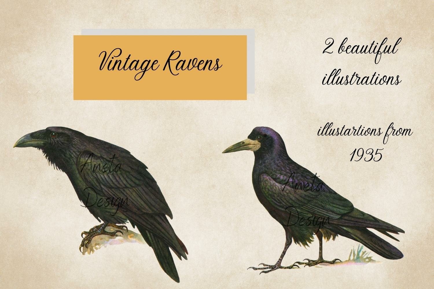 Cover image of Vintage Ravens Illustrations.