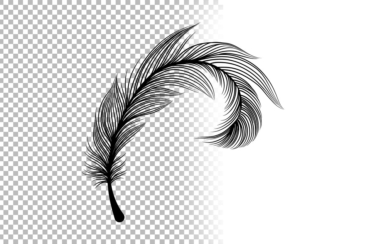 Feather on transparent background.