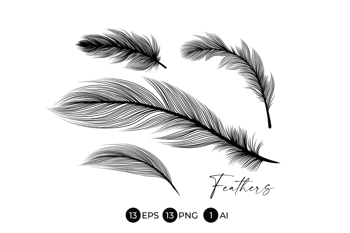 Beautiful feathers for your design.