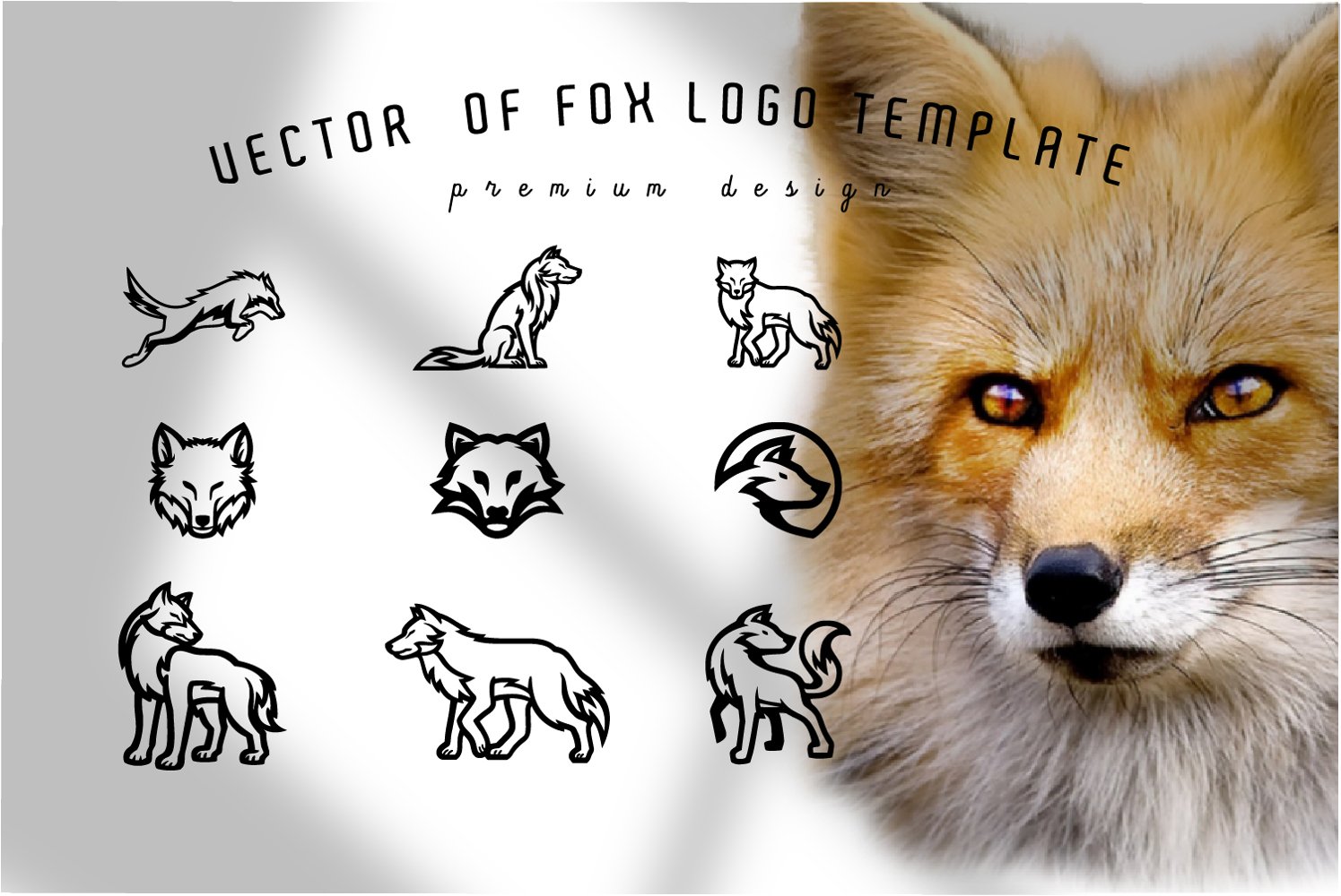Vector of fox logo template - premium design.