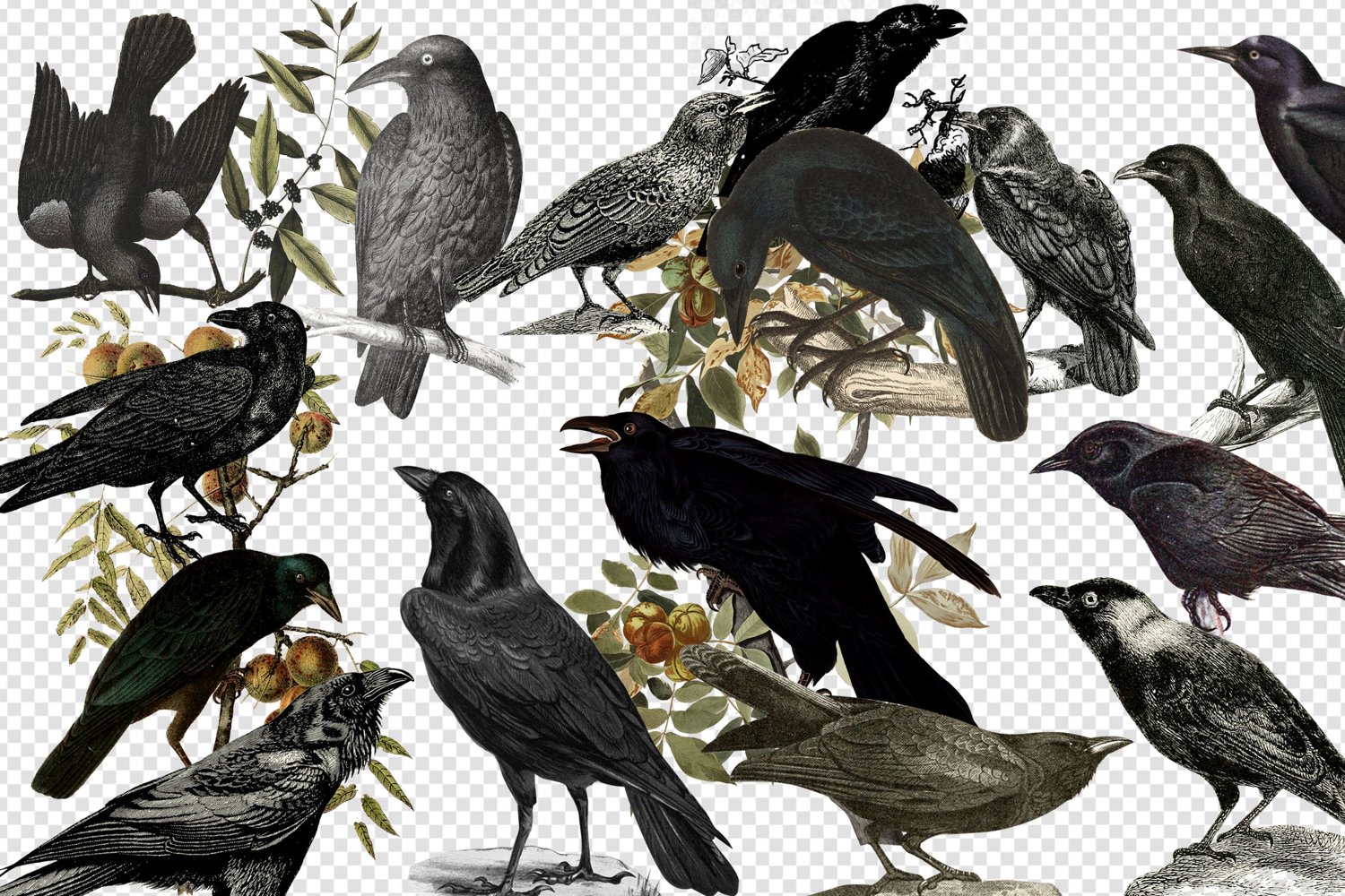 Each bird is in PNG format with transparent backgrounds,.